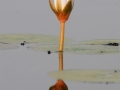 okavango15