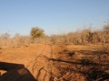 on the road i chobe
