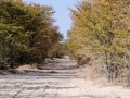 on the road, savuti