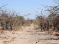 on the road5, savuti