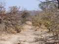 on the road7, savuti