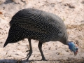 perlehøns, chobe