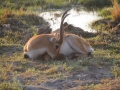 red lechwe, moremi