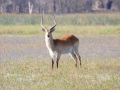 red lechwe3, moremi