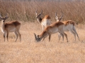 red lechwe8, moremi