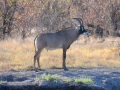 roanantilope, moremi-khwai