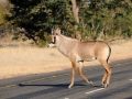 roanantilope, chobe