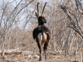 sabelantilope, chobe