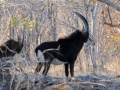 sabelantilope2, savuti