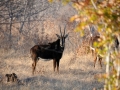 sabelantilope3, chobe