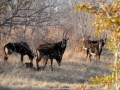 sabelantilope4, chobe