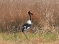 saddelnæbet stork, moremi