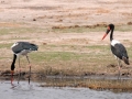 saddelnæset stork3, chobe
