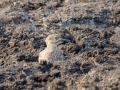 sandpiper ved chobefloden