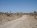 savuti bush
