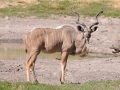 savuti, kudu