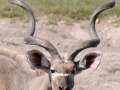 savuti, kudu1