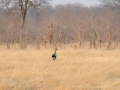 sekretærfugl, chobe