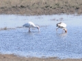 skestork og gulnæbet stork, chobe