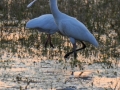skestork, moremi