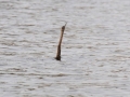 slangehalsfugl, chobe-floden