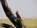 slangehalsfugl5, chobe-floden