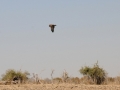 spurvehøg, chobe