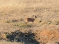 steenbok, chobe