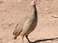 swainsons sporehøne, chobe