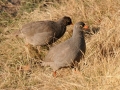 vagtel1, moremi