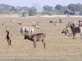 vandbok og zebra, chobe