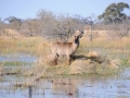 Vandbok, Savuti