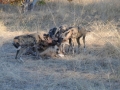 vilde hunde har nedlagt roanantilope, chobe