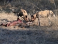 vilde hunde har nedlagt roanantilope12, chobe