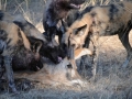 vilde hunde har nedlagt roanantilope2, chobe