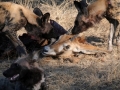 vilde hunde har nedlagt roanantilope21, chobe
