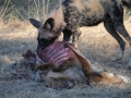 vilde hunde har nedlagt roanantilope4, chobe
