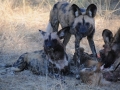 vilde hunde har nedlagt roanantilope6, chobe