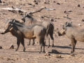 vortesvin, chobe