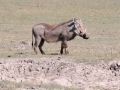 vortesvin12, chobe