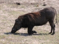 vortesvin8, chobe