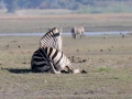 zebra11, chobe