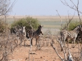 zebra14, chobe