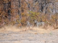 zebra2, moremi-khwai
