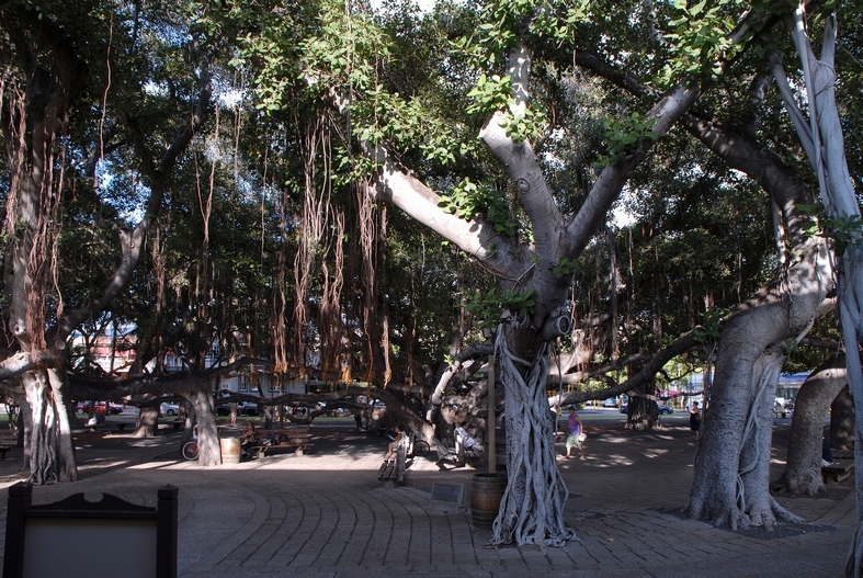 Banyantræ, Laihana