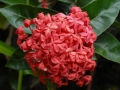 Hana