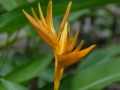 Hana