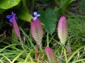 Bromelia, Hana