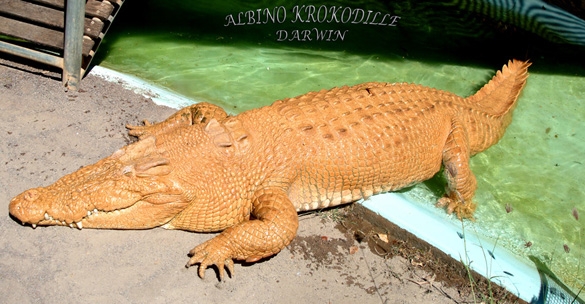 Krokodillefarm ved Darwin