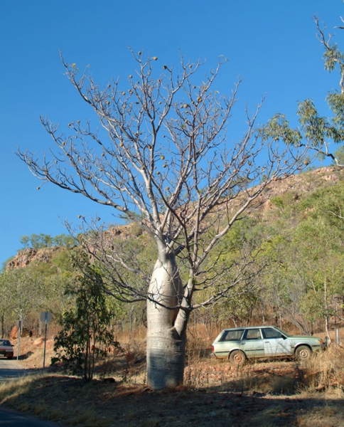 Baobabtræ ved Kathrine